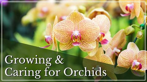 orhidea granny|How to Grow and Care for Orchids .